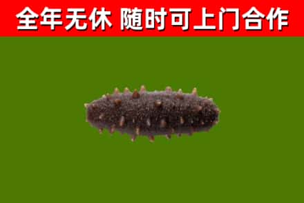 松潘县烟酒回收干海参.jpg